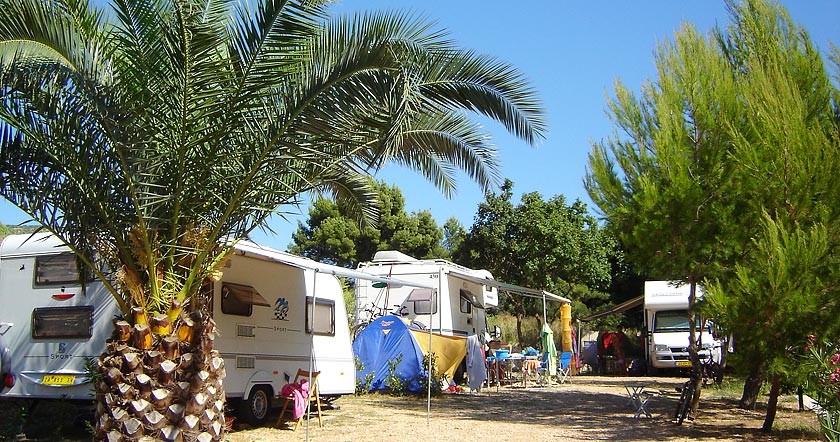 Beautiful vegetation Photo